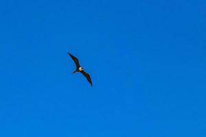 Fregat birds flock fly blue sky clouds background in Mexico. photo