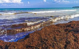 Beautiful Caribbean beach totally filthy dirty nasty seaweed problem Mexico. photo