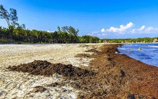 Beautiful Caribbean beach totally filthy dirty nasty seaweed problem Mexico. photo