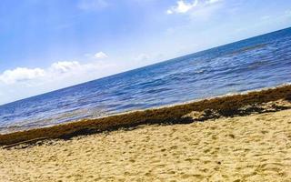 Beautiful Caribbean beach totally filthy dirty nasty seaweed problem Mexico. photo