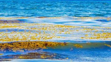 Very disgusting beach water with red seaweed sargazo Caribbean Mexico. photo