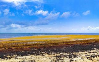 Beautiful Caribbean beach totally filthy dirty nasty seaweed problem Mexico. photo