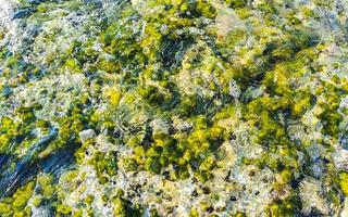 Stones rocks corals turquoise green blue water on beach Mexico. photo