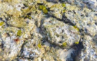 Stones rocks corals turquoise green blue water on beach Mexico. photo