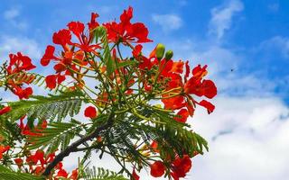 Beautiful tropical flame tree red flowers Flamboyant Delonix Regia Mexico. photo