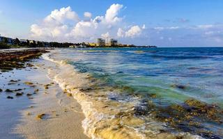 Tropical Caribbean beach water seaweed sargazo Playa del Carmen Mexico. photo