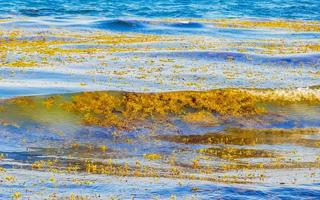 Agua de playa muy asquerosa con alga roja sargazo caribe mexico. foto