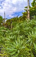 Caribbean beach fir palm trees in jungle forest nature Mexico. photo