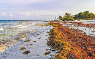 Beautiful Caribbean beach totally filthy dirty nasty seaweed problem Mexico. photo