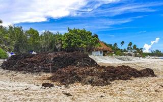 Beautiful Caribbean beach totally filthy dirty nasty seaweed problem Mexico. photo