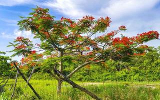 Beautiful tropical flame tree red flowers Flamboyant Delonix Regia Mexico. photo