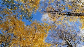 herfst lucht met wolken over- hoog bomen met geel bladeren video