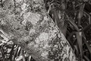 Tropical tree bark texture with green moss and lichen Brazil. photo