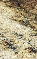 Sandpiper snipe sandpipers bird birds eating sargazo on beach Mexico. photo