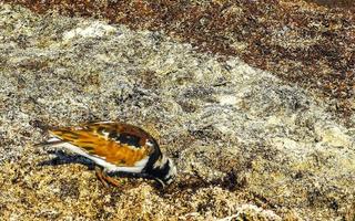 Sandpiper snipe sandpipers bird birds eating sargazo on beach Mexico. photo