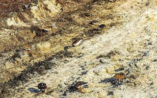 Sandpiper snipe sandpipers bird birds eating sargazo on beach Mexico. photo