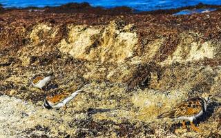 Sandpiper snipe sandpipers bird birds eating sargazo on beach Mexico. photo