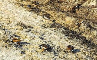 Sandpiper snipe sandpipers bird birds eating sargazo on beach Mexico. photo