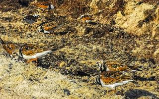 Sandpiper snipe sandpipers bird birds eating sargazo on beach Mexico. photo