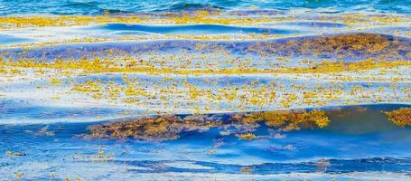 Beautiful Caribbean beach totally filthy dirty nasty seaweed problem Mexico. photo