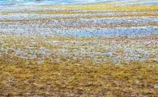 Very disgusting beach water with red seaweed sargazo Caribbean Mexico. photo