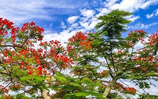 hermoso árbol de llama tropical flores rojas extravagante delonix regia méxico. foto