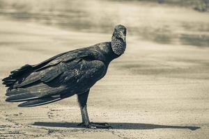 Buitre negro tropical en la playa de Botafogo, Río de Janeiro, Brasil. foto