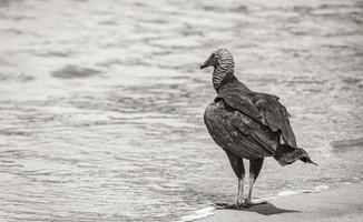 Tropical Black Vulture on Botafogo Beach Rio de Janeiro Brazil. photo