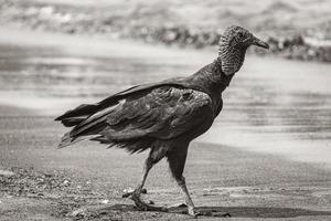 Buitre negro tropical en la playa de Botafogo, Río de Janeiro, Brasil. foto