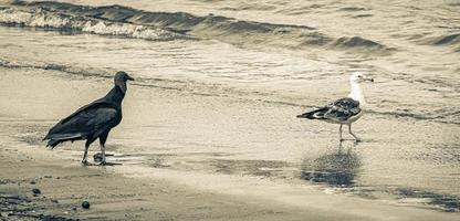 buitre negro tropical gaviota blanca playa de botafogo rio de janeiro. foto