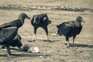 Tropical Black Vultures eat fish carcass Rio de Janeiro Brazil. photo