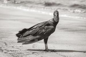 Buitre negro tropical en la playa de Botafogo, Río de Janeiro, Brasil. foto