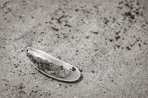 Mussels Shells on beach sand Botafogo Rio de Janeiro Brazil. photo