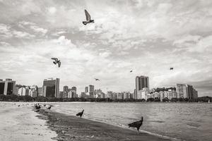 buitre negro tropical y palomas playa botafogo rio de janeiro. foto