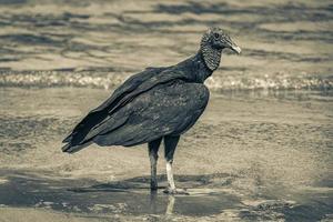 Tropical Black Vulture on Botafogo Beach Rio de Janeiro Brazil. photo