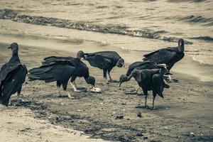 Tropical Black Vultures eat fish carcass Rio de Janeiro Brazil. photo