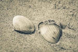 Mussels Shells on beach sand Botafogo Rio de Janeiro Brazil. photo