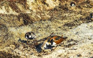 Sandpiper snipe sandpipers bird birds eating sargazo on beach Mexico. photo