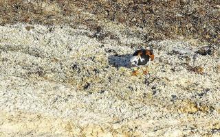 Sandpiper snipe sandpipers bird birds eating sargazo on beach Mexico. photo