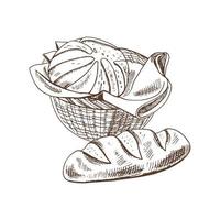 Vector hand drawn sketch  illustration of wicker basket with loaf of bread.Drawing isolated on white background. Sketch icon and bakery element.