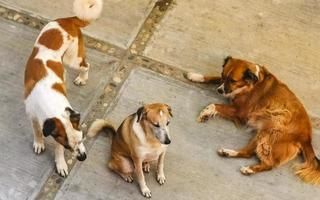 perros grandes y perezosos cansados tirados después de comer en México. foto