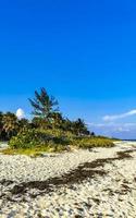 Tropical Caribbean beach water seaweed sargazo Playa del Carmen Mexico. photo