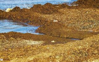 Caribbean beach totally filthy dirty nasty seaweed pollution problem Mexico. photo