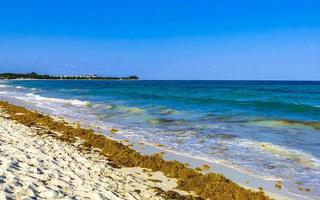 Tropical Caribbean beach water seaweed sargazo Playa del Carmen Mexico. photo