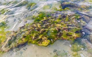 Stones rocks corals turquoise green blue water on beach Mexico. photo