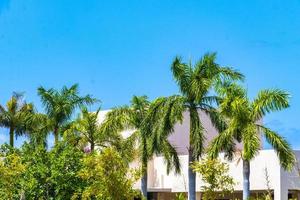 Tropical natural palm tree coconuts blue sky in Mexico. photo