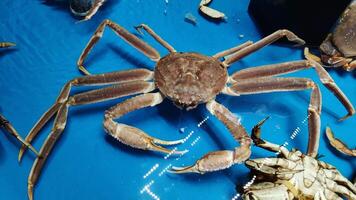 kung krabba för försäljning i akvarium skaldjur mataffär video