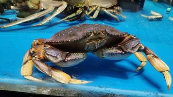 Cancer pagurus for sale in Aquarium Seafood Supermarket video