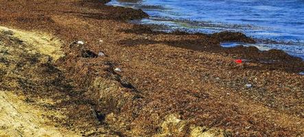 Caribbean beach totally filthy dirty nasty seaweed pollution problem Mexico. photo