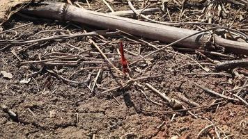 un' rosso libellula arroccato su il erba solitario e il forte vento era in movimento suo Ali, testa e coda in movimento con il vento su un' luminosa e caldo giorno irto il acqua canale. video